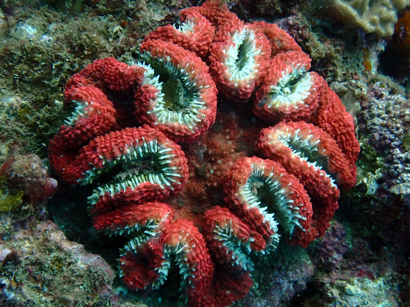 红白石脑珊瑚、Symphylla agaricia_红白脑珊瑚_海富瑜