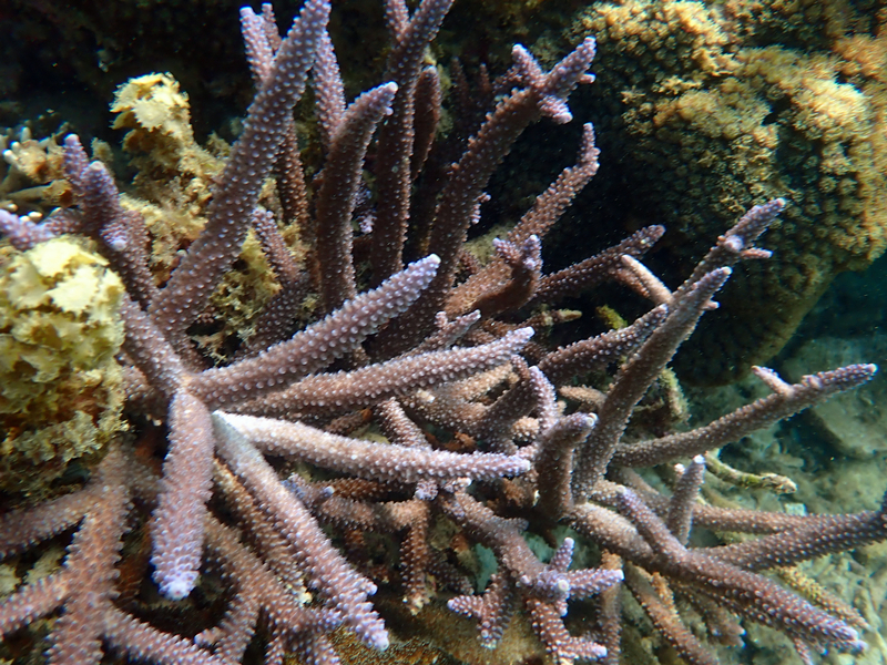 树枝鹿角珊瑚、中间鹿角珊瑚、Acropora intermedia_树枝鹿角_海富瑜