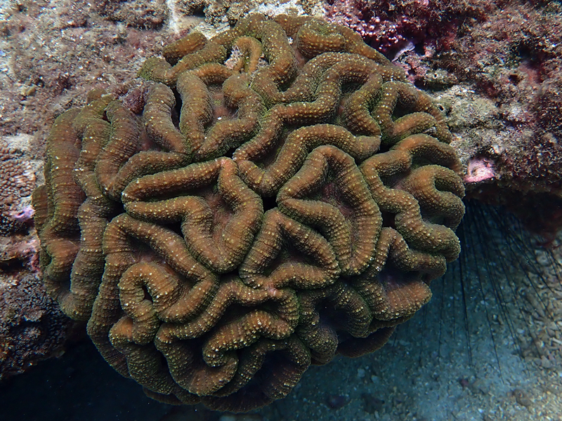 灰圈石脑珊瑚、Lobophyllia hemprichii_灰圈石脑珊瑚_海富瑜