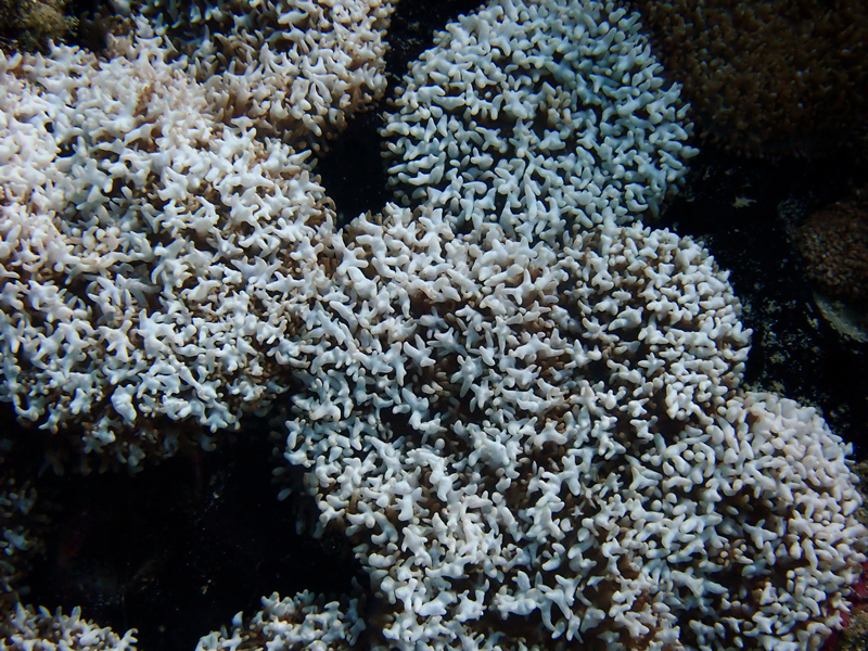 粒粒花软珊瑚、不知名珊瑚_不知名珊瑚24_海富瑜