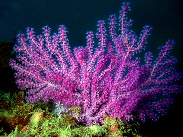 每日一海洋生物照446:《紫红小海扇》_每日一照_海富瑜