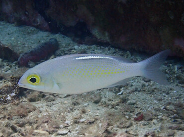 黄眼金线鱼、黄点眶棘鲈、Colopsis ciliata_黄眼金线鱼_海富瑜