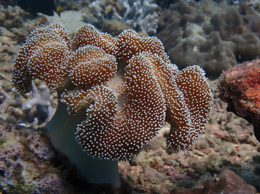 花环肉质软珊瑚、象耳软珊瑚、Sarcophyton trocheliophorum _象耳软珊瑚_海富瑜