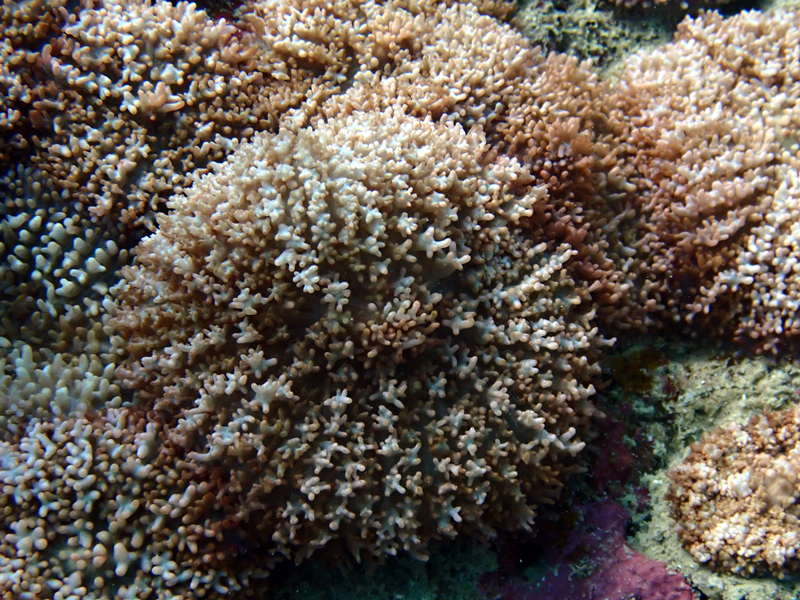 每日一海洋生物照459:《不知名珊瑚24》_每日一照_海富瑜
