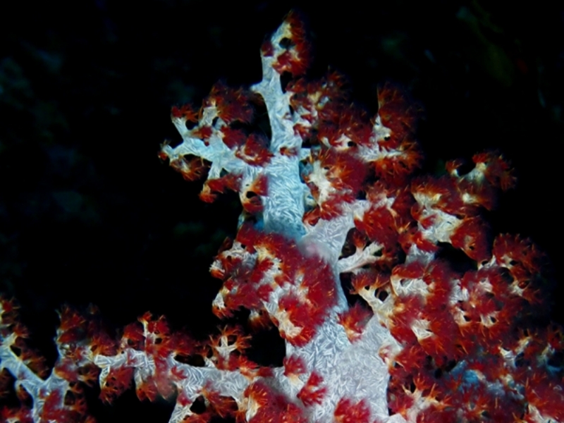 绒花玉珊瑚、玉树珊瑚24号_玉树珊瑚24号_海富瑜