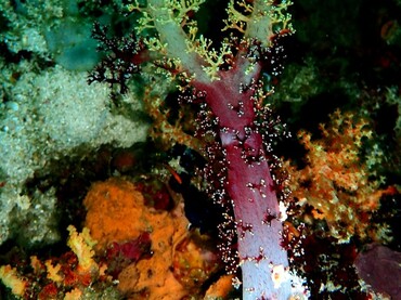 三色圣玉树珊瑚、白间红玉珊瑚、穗棘软珊瑚、_58.三色圣_海富瑜