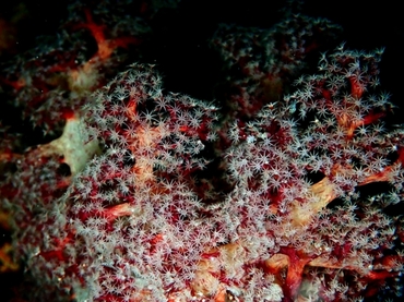红血斑玉珊瑚、玉树珊瑚62号_玉树珊瑚62号_海富瑜