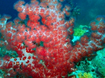 披穗红玉珊瑚、玉树珊瑚37号_玉树珊瑚37号_海富瑜