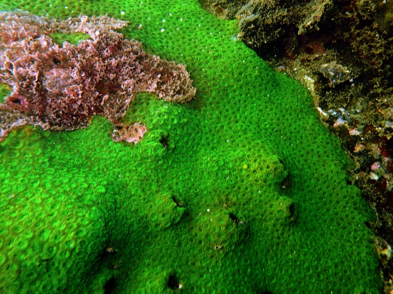 小孔蜂巢珊瑚、多孔同星珊瑚、Plesiastrea versipora_多孔同星珊瑚_海富瑜