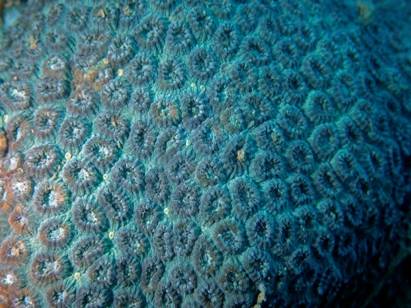 小眼蜂巢珊瑚、锯齿刺星珊瑚、Cyphastrea serailia_锯齿刺星珊瑚_海富瑜