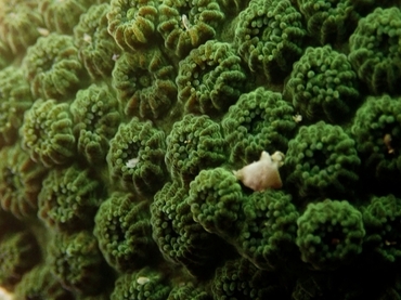 小塔蜂巢珊瑚、裸肋珊瑚科、刺星珊瑚属、Cyphastrea chalcidicum _碓突刺星珊瑚_海富瑜