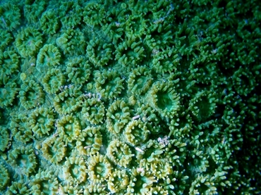 小眼蜂巢珊瑚、锯齿刺星珊瑚、Cyphastrea serailia_锯齿刺星珊瑚_海富瑜