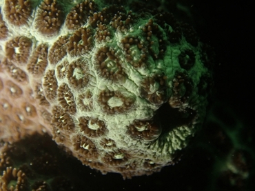 白斑小星珊瑚、Leptastrea pruinosa、白斑蜂巢珊瑚_白斑小星珊瑚_海富瑜