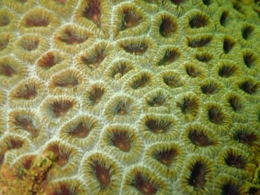 罗图马蜂巢珊瑚、Dipsastraea rotumana_马蜂巢珊瑚_海富瑜