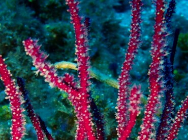 朱红柳珊瑚、朱红小海柳、不知名珊瑚_鲜红柳珊瑚_海富瑜