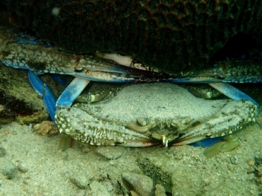 蓝花蟹、远海梭子蟹 、花蟹、Portunus pelagicus_170909大塘湾_海富瑜