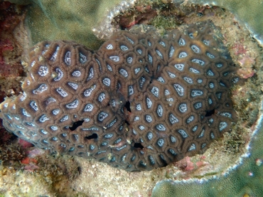 神龙岛蜂巢珊瑚、盘星珊瑚、Favia lizardensis、Dipsastraea lizardensis_神龙岛盘星珊瑚_海富瑜