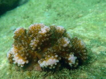 疣状杯形珊瑚、疣鹿角珊瑚、Pocillopora verrucosa_碎沙珊瑚_海富瑜