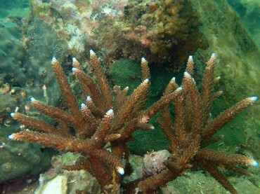 树枝鹿角珊瑚、中间鹿角珊瑚、Acropora intermedia_树枝鹿角珊瑚_海富瑜