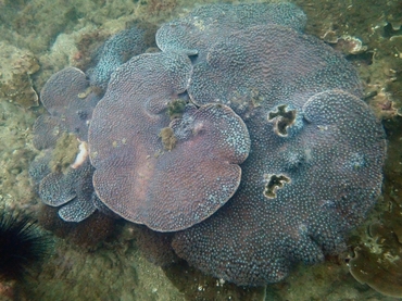 肾形陀螺珊瑚、Turbinaria reniformis_肾形木珊瑚_海富瑜