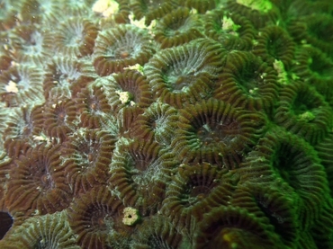 黄廯蜂巢珊瑚、盘星珊瑚、Favia favus、Dipsastraea favus_黄廯盘星珊瑚_海富瑜