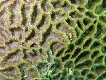 尖丘角蜂巢珊瑚、Favites acuticollis_尖丘角蜂巢珊瑚_海富瑜