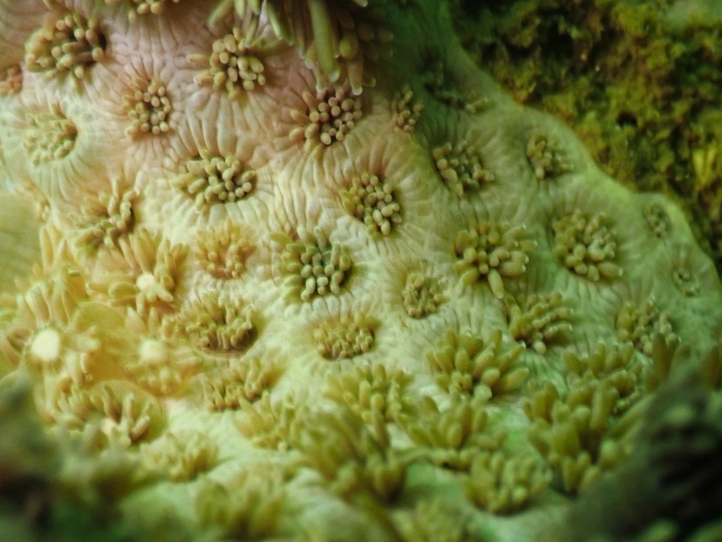 宝石花珊瑚、柱角孔珊瑚、Goniopora columna_柱管孔珊瑚_海富瑜