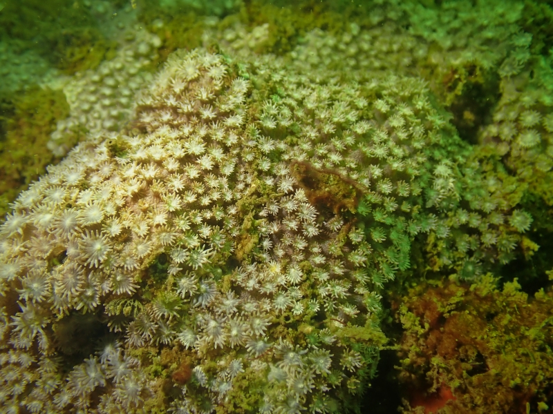 斯氏角孔珊瑚、Goniopora stutchburyi_斯氏伯孔珊瑚_海富瑜