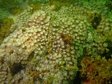 斯氏角孔珊瑚、Goniopora stutchburyi_斯氏伯孔珊瑚_海富瑜