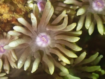 紫点宝石花珊瑚、大角孔珊瑚、Goniopora djiboutiensis_大管孔珊瑚_海富瑜