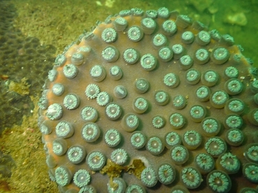 盾形陀螺珊瑚、石块珊瑚、Turbinaria peltata_盾牌木珊瑚_海富瑜