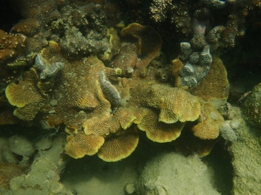 波形石芝珊瑚、波形石页珊瑚、Lithophyllon undulatum_波纹石叶珊瑚_海富瑜