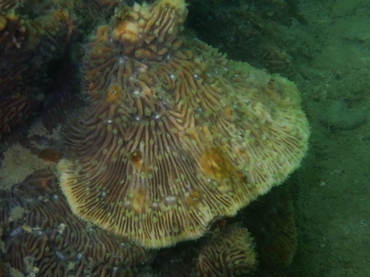 波形石芝珊瑚、波形石页珊瑚、Lithophyllon undulatum_波纹石叶珊瑚_海富瑜