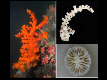 树型筒星珊瑚、Tubastraea dendroida_树型筒星珊瑚_海富瑜