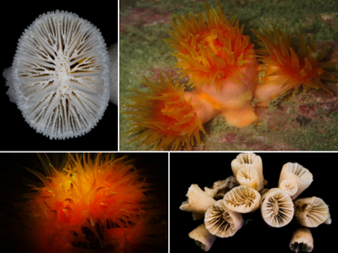 粉红大牙珊瑚、大杯筒星珊瑚、Tubastraea megacorallita_大杯筒星珊瑚_海富瑜