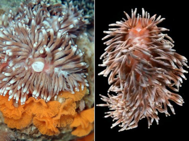 白牦牛海兔、食角孔珊瑚海蛞蝓、Phestilla goniophago_派和牦牛_海富瑜