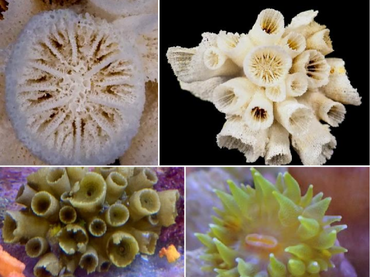 绿壁管星珊瑚、绿壁太阳花珊瑚、Tubastraea chloromura_绿壁筒星珊瑚_海富瑜