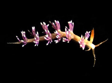 紫簇海兔、Luisella sp.2_蓑紫簇_海富瑜