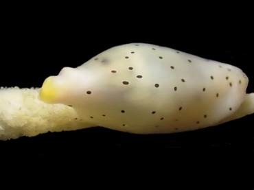 雪白尖梭螺、不知名海兔螺、Cuspivolva sp._雪白海兔螺_海富瑜