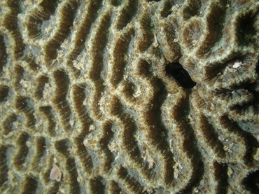 尖边珊瑚、扁脑珊瑚、Platygyra acuta_尖边扁脑珊瑚_海富瑜