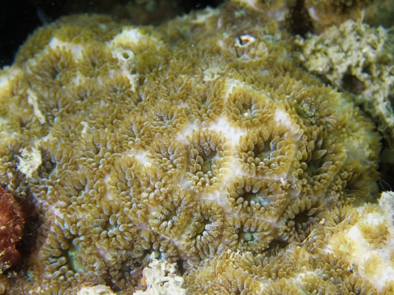 小星珊瑚科、Leptastrea purpurea_紫小星珊瑚_海富瑜