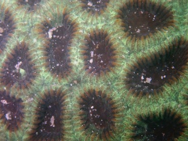 翘齿蜂巢珊瑚、盘星珊瑚、Favia matthaii 、Dipsastraea matthaii_翘齿盘星珊瑚_海富瑜