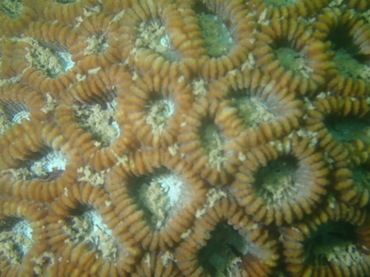 盘星珊瑚、圆纹蜂巢珊瑚、Dipsastraea pallida_圆纹盘星珊瑚_海富瑜