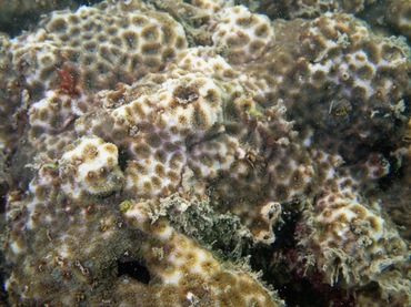 小星珊瑚科、Leptastrea purpurea_紫小星珊瑚_海富瑜