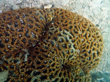 标准蜂巢珊瑚、蜂巢珊瑚、Favia speciosa、Dipsastraea speciosa _标准盘星珊瑚_海富瑜