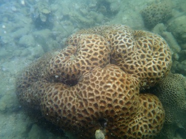标准蜂巢珊瑚、蜂巢珊瑚、Favia speciosa、Dipsastraea speciosa _标准盘星珊瑚_海富瑜