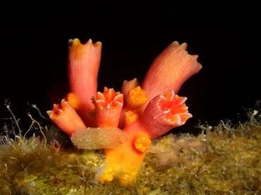 绞刀牙珊瑚、筒星珊瑚、不知名筒星珊瑚、Tubastraea sp._绞刀筒星珊瑚_海富瑜