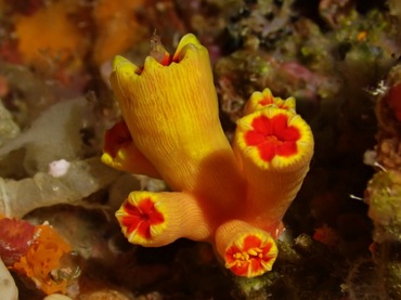 梅花牙珊瑚、筒星珊瑚、不知名珊瑚、Tubastraea sp._梅花筒星珊瑚_海富瑜