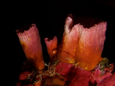 筒星珊瑚、粗糙牙珊瑚、不知名珊瑚、Tubastraea sp._粗糙筒星珊瑚_海富瑜