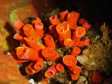 红盘牙珊瑚、筒星珊瑚、不知名珊瑚、Tubastraea sp._红牙筒星珊瑚_海富瑜